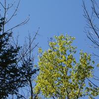 Whiteshell Trees