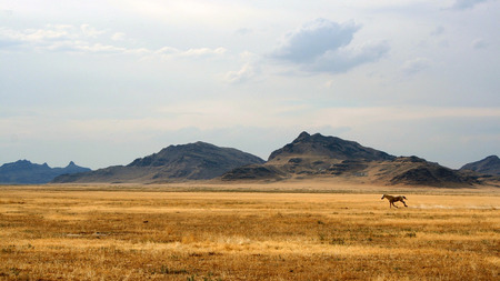 horse freedom - field, horse, mountain, freedom