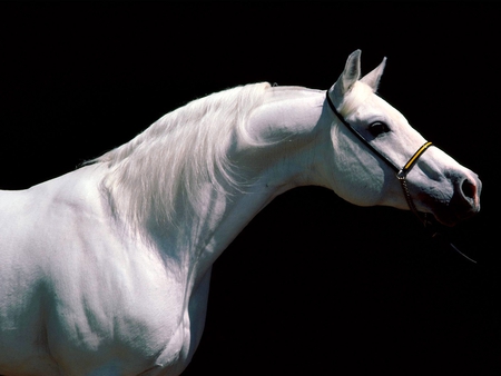 WHITE STALLION - white, horse, pretty, stallion