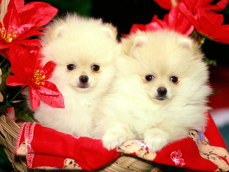 Pomeranians - dogs, animals