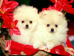 Pomeranians