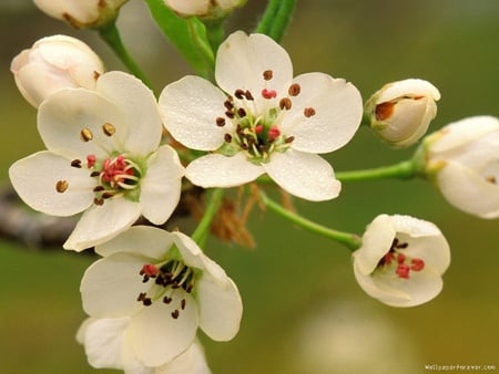 Blossom tree - flowers, trees