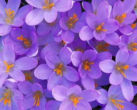 Crocus - flowers, trees