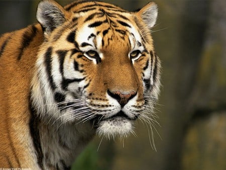 Siberian tiger - cats, tigers