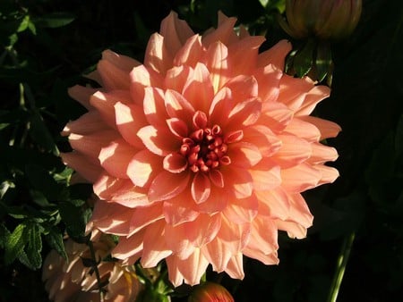 Dahlia - nature, flowers