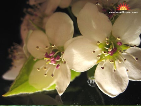 Blossom tree - nature, flowers