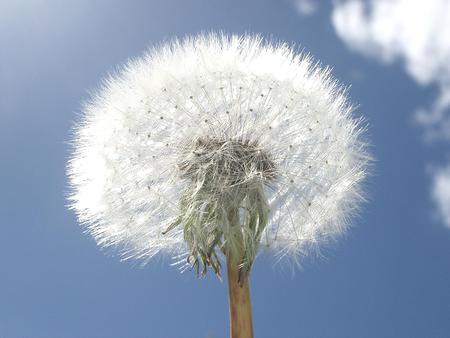 Flowers - nature, flowers