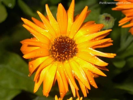 Yellow flower - nature, flowers