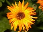 Yellow flower