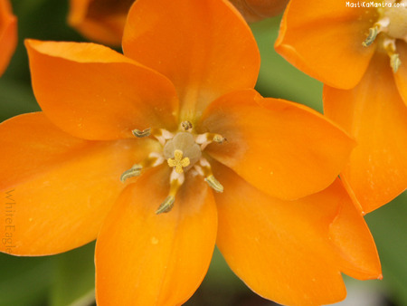 Orange flower - nature, flowers