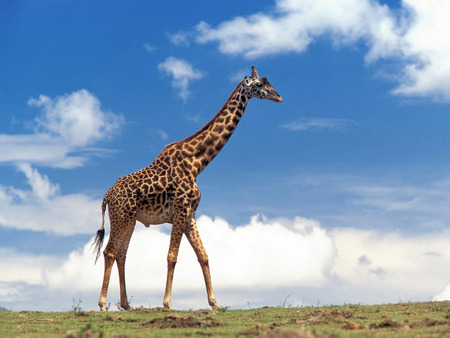 Giraffe - animals, giraffes