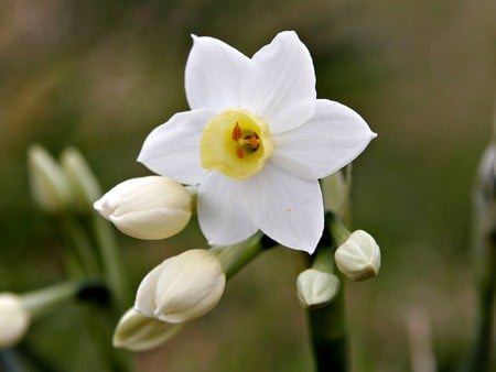 Jonquil Flower - nature, flowers