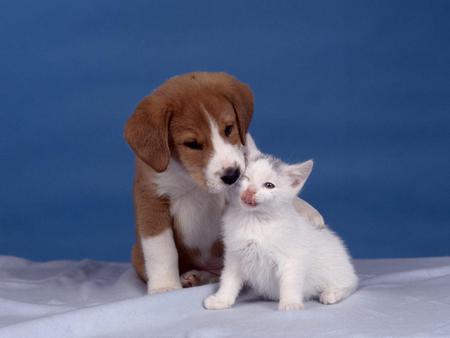 Kitten and puppy - dogs, animals, cats