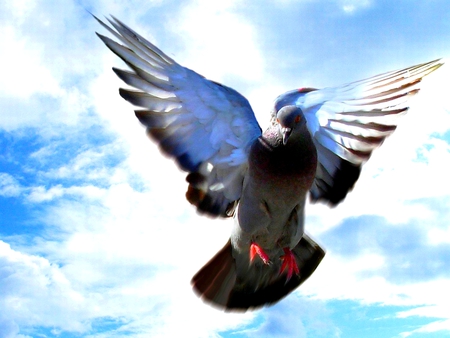 HEAVENLY PIGEON - wings, pigeon, flying