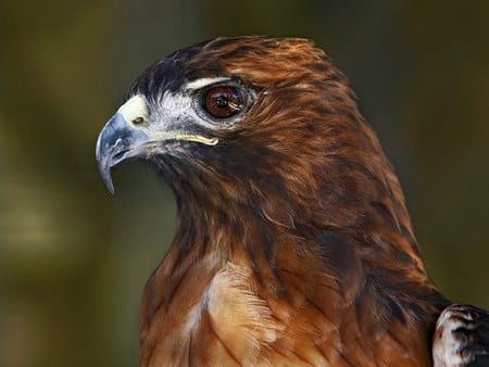 Profile of a Red-Tailed Hawk - animals, birds