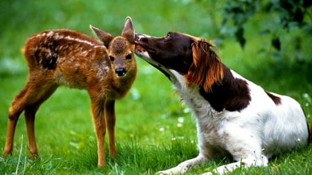 GENTLE KISS - deer, friendly, lick, dog, kiss, gentle