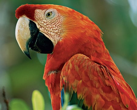 Parrot - animals, parrots