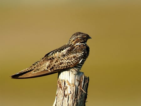 Sleeping Common Nighthawk Bolivar - animals, birds