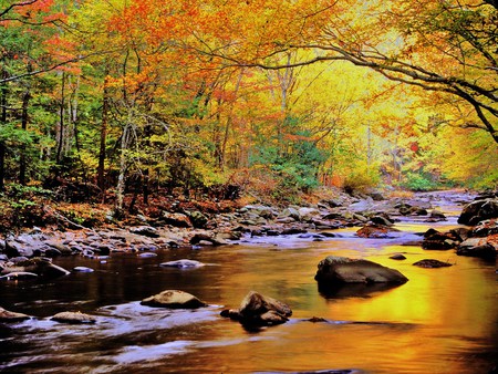 Golden waters - autumn, forest, reflection, sun, golden, colors, rocks