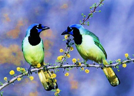 Hi there handsome - aqua, birds, blue, green, spring, love