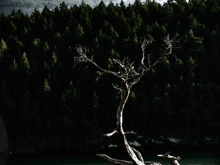 Single Tree - green, tree, forest, dead tree