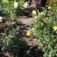 Yellow and white roses