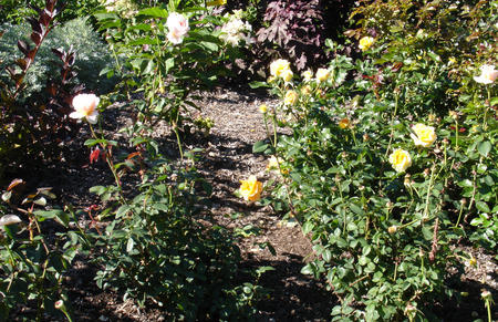 Yellow and white roses - white, yellow, garden, rose, flower