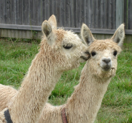 Alpaca's Couple - others, animals, llama, peru cuzco, alpaca