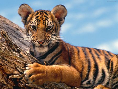 baby tiger - tigre, feline, powerfull, tiger, cat, animals