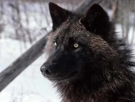 Black wolf