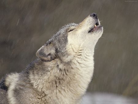 Wolf - wolf, lobo, dog, wild, animals, powerfull