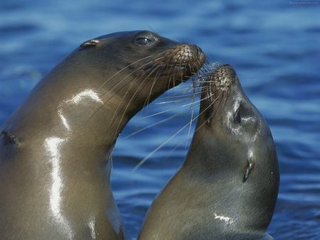 Kiss - sea, kiss, focas, animals