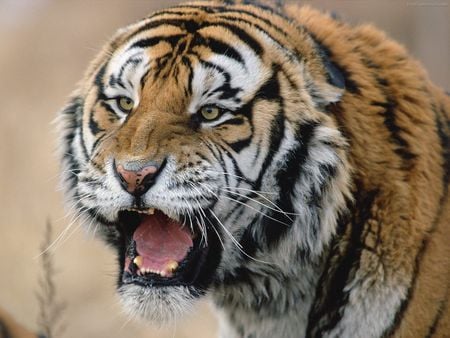 Powerfull tiger - tigre, feline, powerfull, tiger, cat, animals