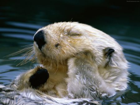 Marmota - animal, marmota, cute, river