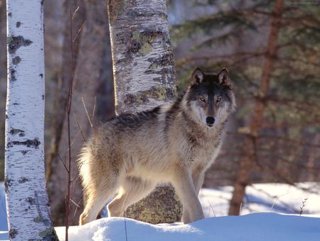 Wolf - wolf, lobo, dog, wild, animals, powerfull