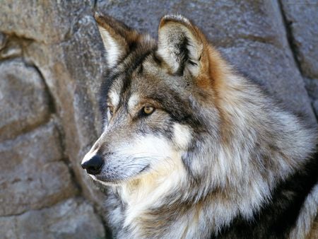 Guardian - wolf, lobo, dog, wild, animals, powerfull