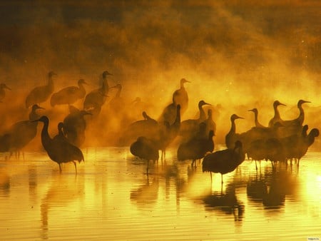 Fog Sunrise Waterfowl - reflections, birds, yellow, rivers, amazing, brown, foggy, bath, sunrise, source, mirror, nice, sunlight, water, fog, beautiful, reflected, gold, cool, orange, nature, sunset, awesome, lagoons, waterfowl, lakes, animals, waterscape