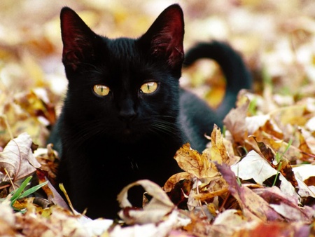 MY NAME IS SPOOKEY - black, friendly, cute, adorable, cat