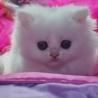 CUTE WHITE KITTEN WHO LIKES THE COLOR PINK