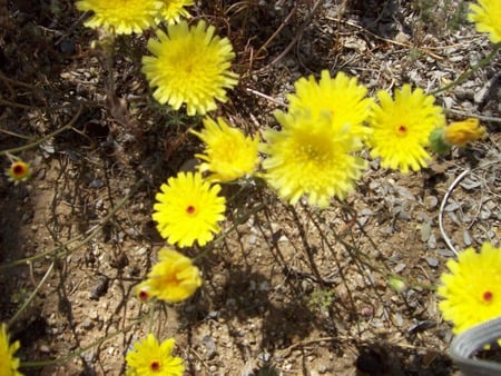 desert flowers - desert, flowers, desert flowers