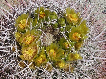 desert flowers - flowers, desert flowers, desert