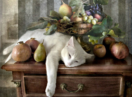 Tranquility - pear, animals, white cat, pomegranate, cat, wall, still life, cats, lounging, fruit, table, grapes