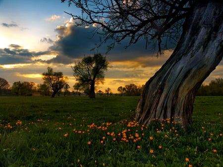 Distant Sunset - sky, orange tulips, trees, clouds, tulips, field, sunset, grass