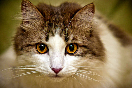 She's Got The Look - white, golden eyes, brown, cat, staring, kitty