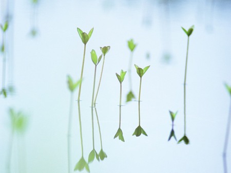 Hazy dreamy sprouts in water - water, nature, green, sprouts, leaves