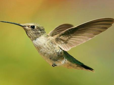 Bird - animals, birds