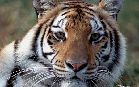 Siberian tiger - animals, cats