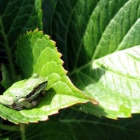 Little frog on the leaf