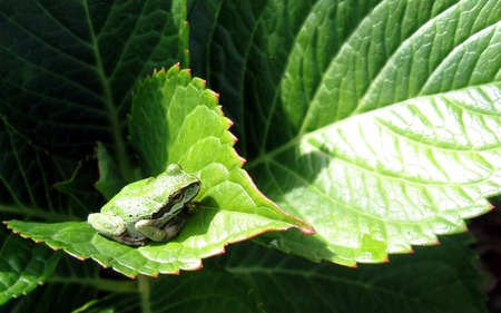 Little frog on the leaf - animals, frogs