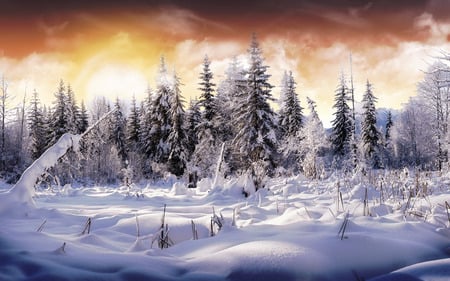 Day - sky, trees, forests, sun, day, winter, nature, clouds, snow, sunsets